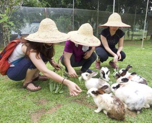 playing with rabbits in the farm